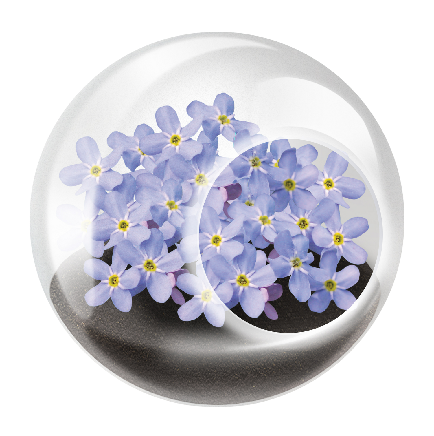 Flowering Tiny Terrariums Bundle - 1 each of 6 Varieties