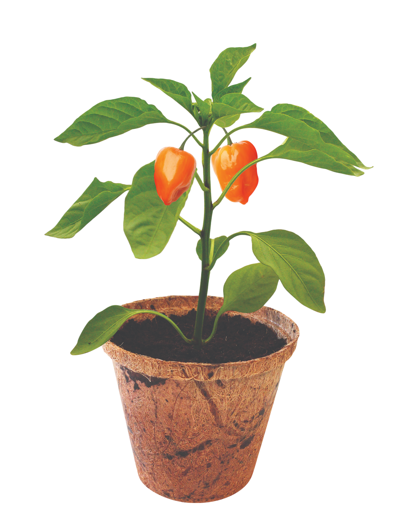 Hot Peppers Plant-It-Starters - Multipack of 4