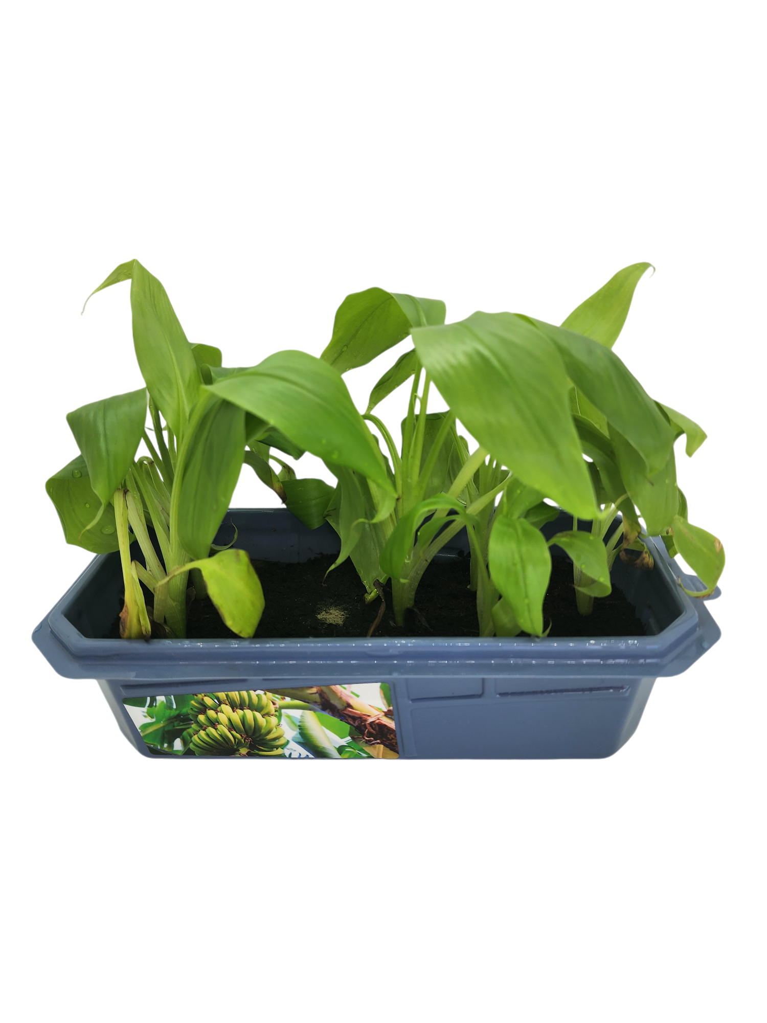 Bountiful Bananas Sprouter Terrarium
