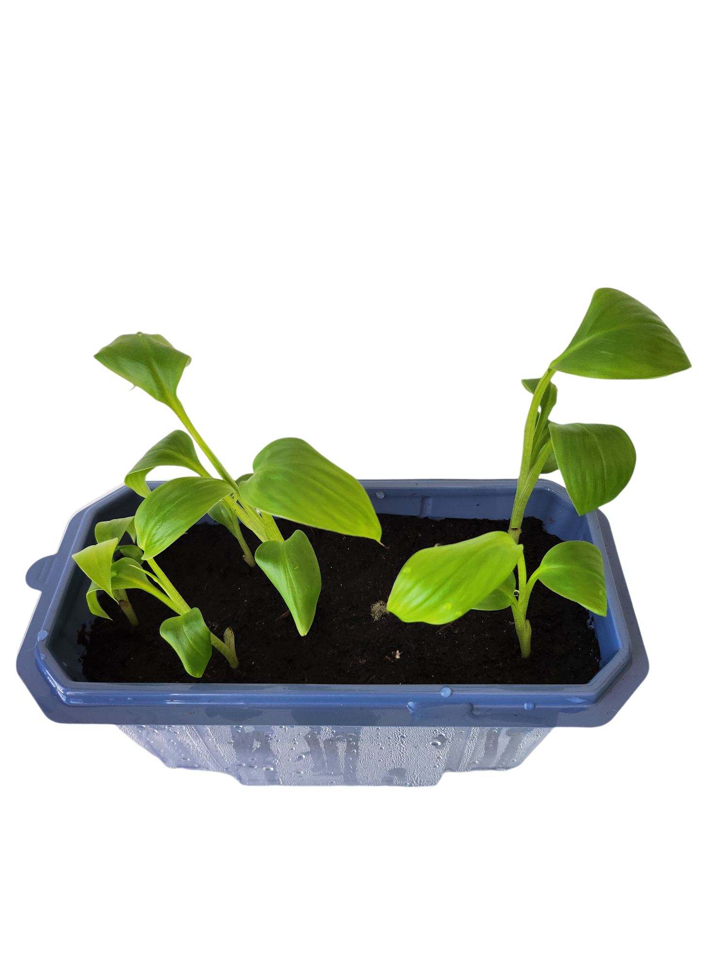 Bountiful Bananas Sprouter Terrarium