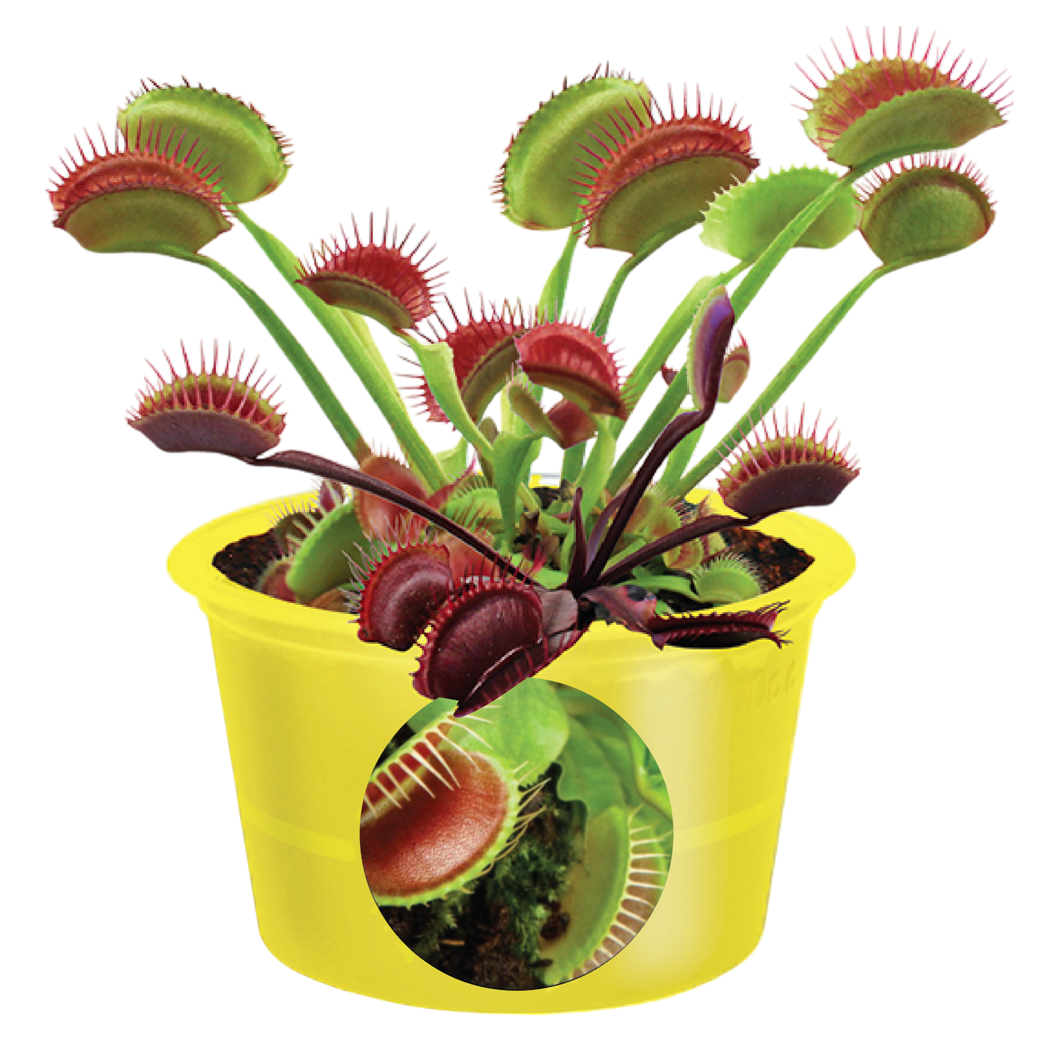 Eco Seed Sprouts Flytrap Ed - Multipack of 5