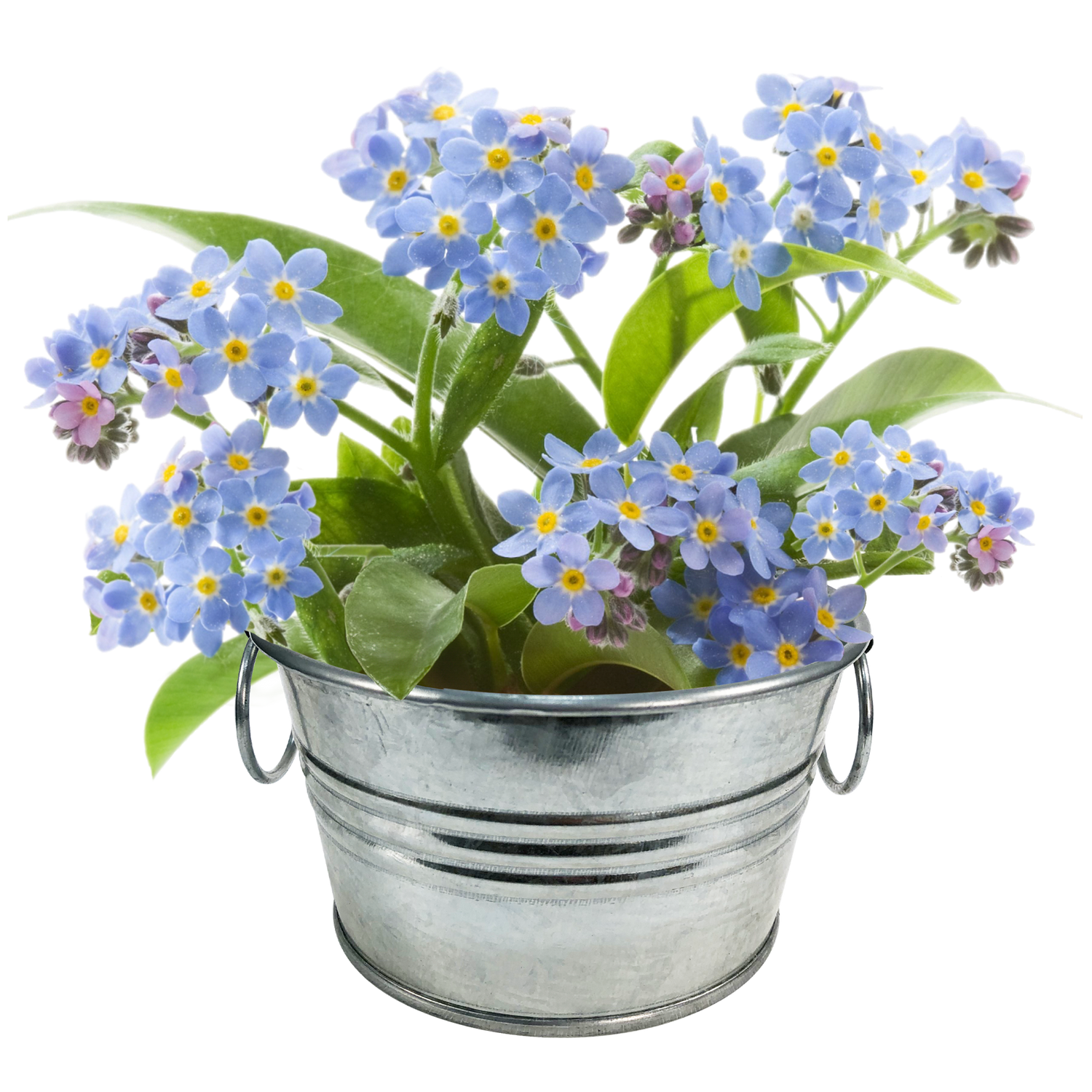 Flowering Tin Garden Variety Pack - 1 Each of 3 Varieties