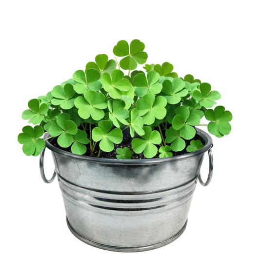 Pot O' Good Luck - Grow Your Own Shamrocks Multipack of 3