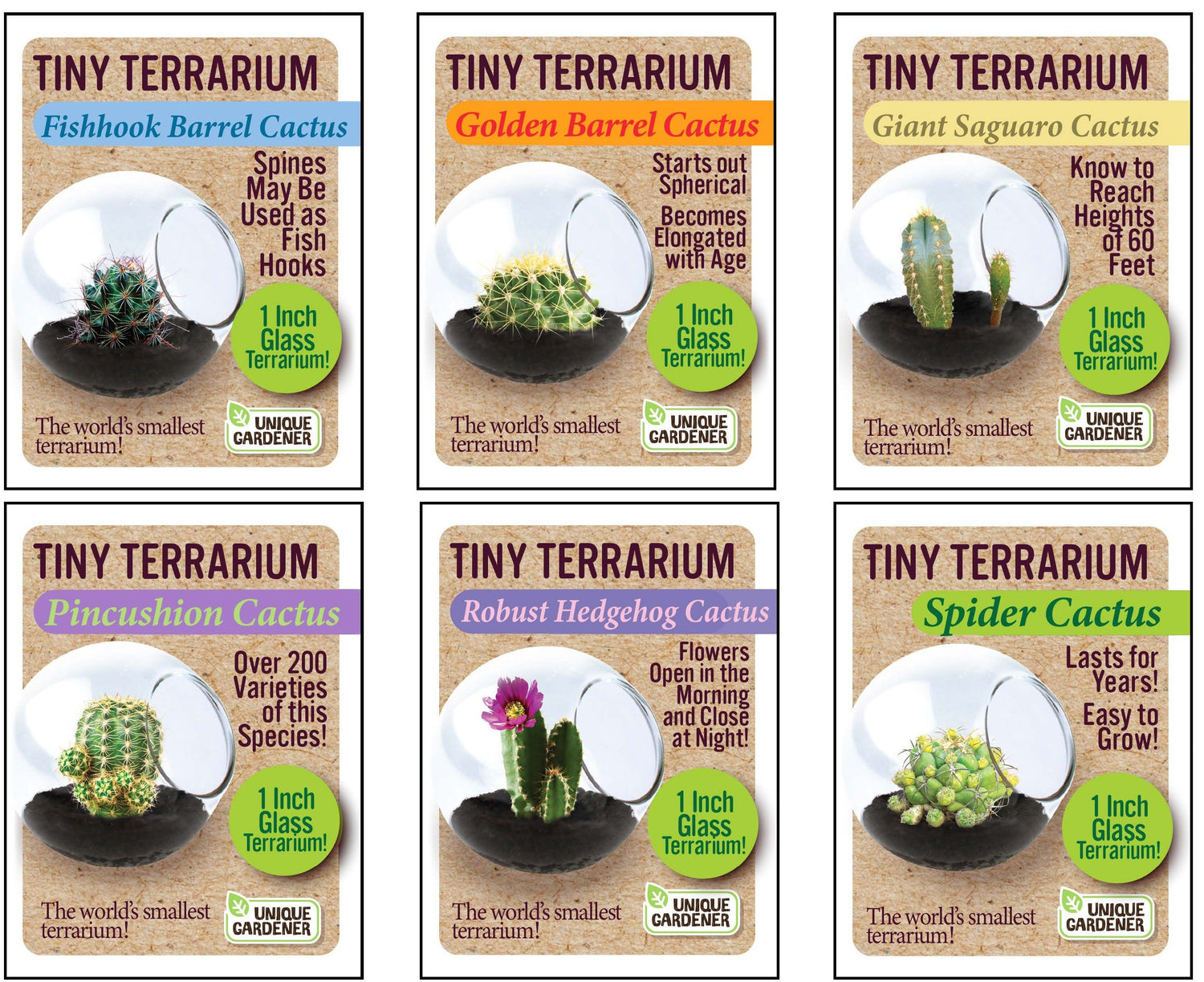Cacti Tiny Terrariums Bundle - 1 each of 6 Varieties